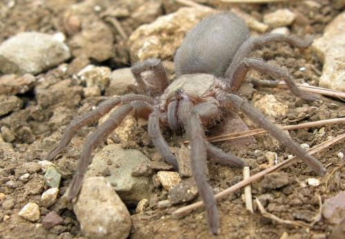 Chaetopelma sp.
